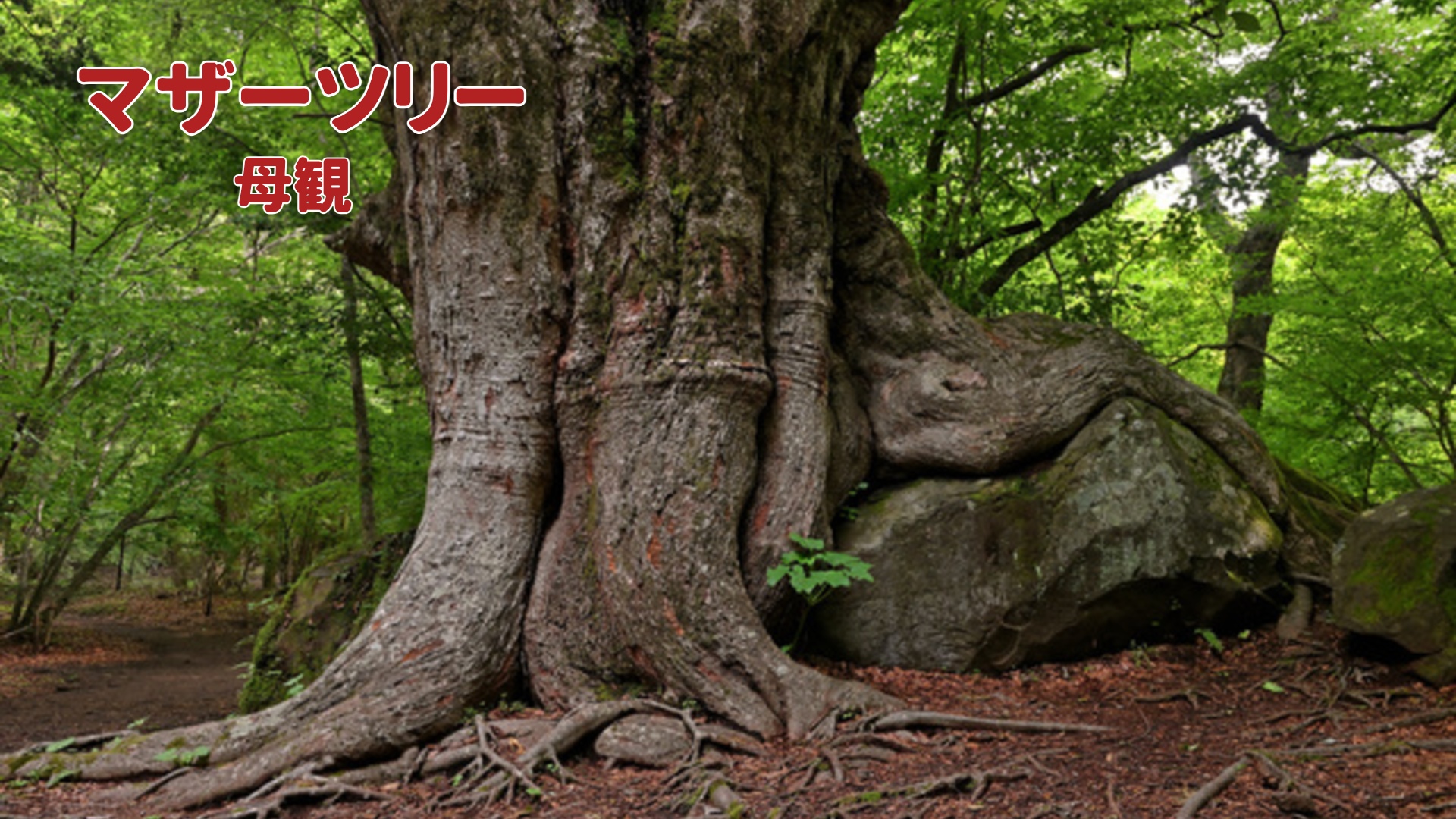 マザーツリー　母観